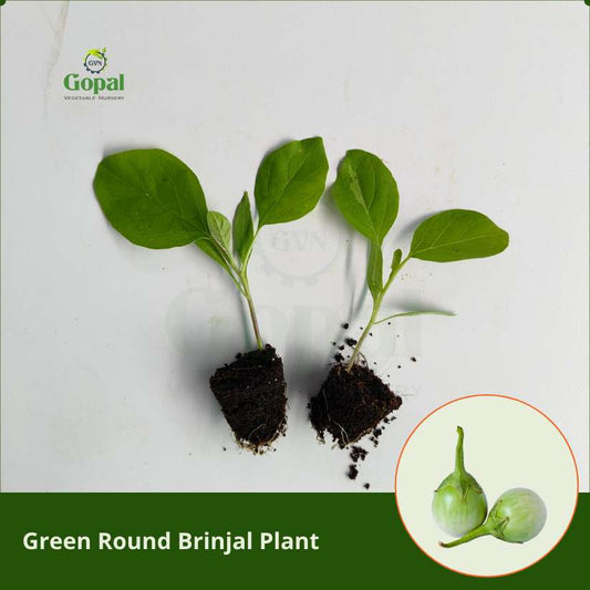 Green Round Brinjal  5 Plants