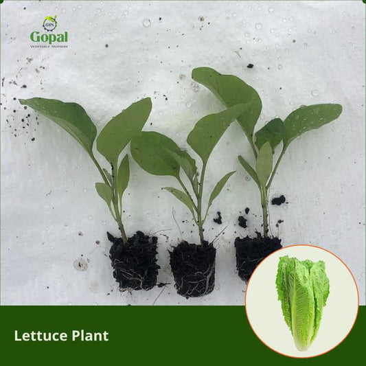 Lettuce 5 Plants