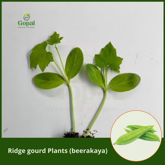 Ridge Gourd 5 Plants (beerakaya)