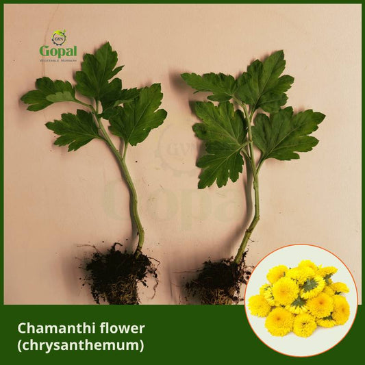 Chamanthi flower 5 plants  (Chrysanthemum)