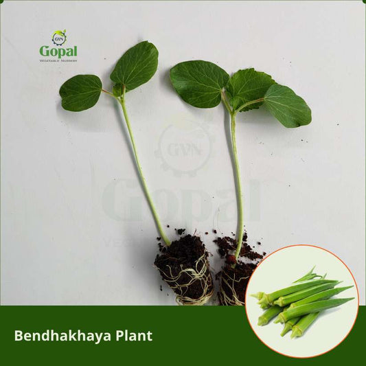 Bendhakaya 5 Plants (Okra)