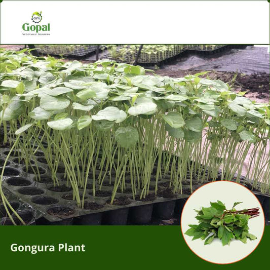 Gongura 5 Plants
