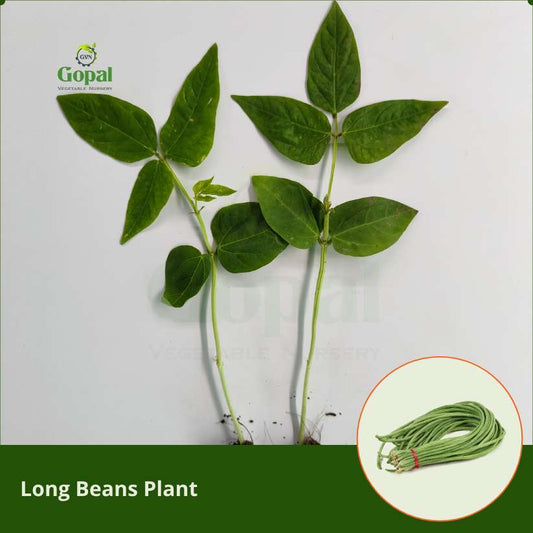 Long Beans 5 Plants (Kurabobbari kaya )