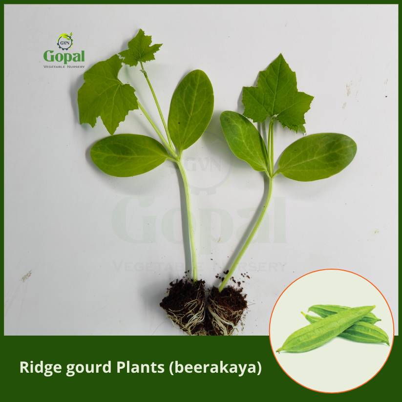 Ridge Gourd 5 Plants (beerakaya)