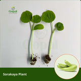 Sorakaya 5 Plants (Bottle Gourd)