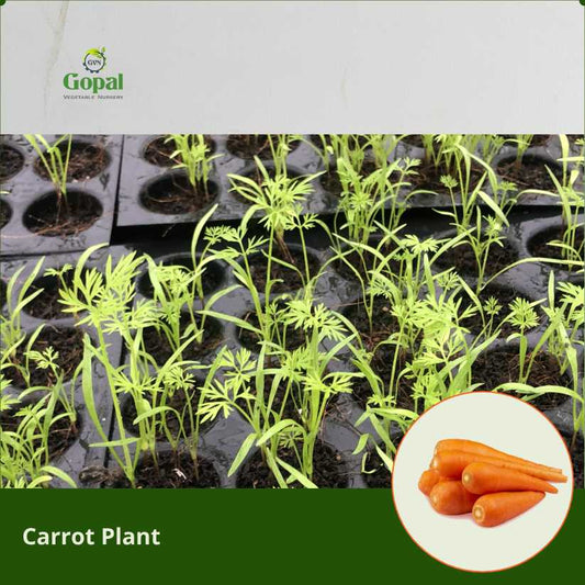 Carrot 5 Plants