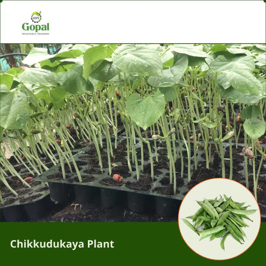 Chikkudukaya 5 Plants
