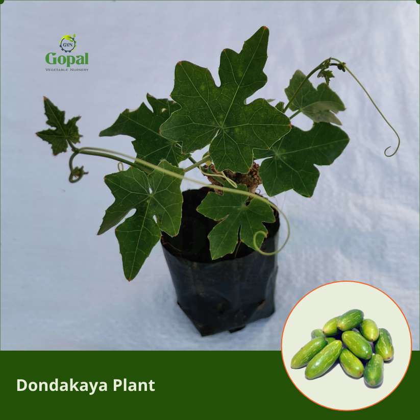Dondakaya Plant