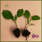 Brinjal 5 Plants