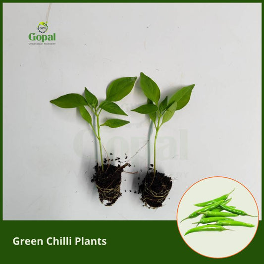 Green Chilli (pachi mirapakaya) 5 plants