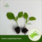 Green Long Brinjal 5 Plants