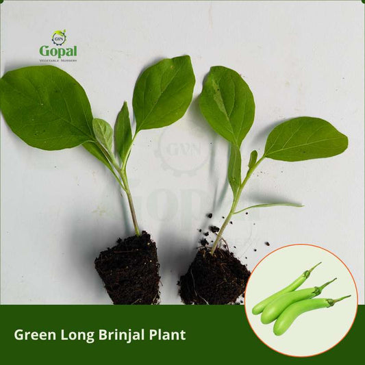 Green Long Brinjal 5 Plants