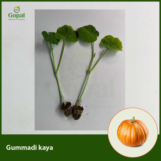 Gummadi Kaya 5 Plants (Pumpkin)