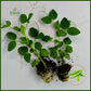 Green Peas 5 Plants (Batani)