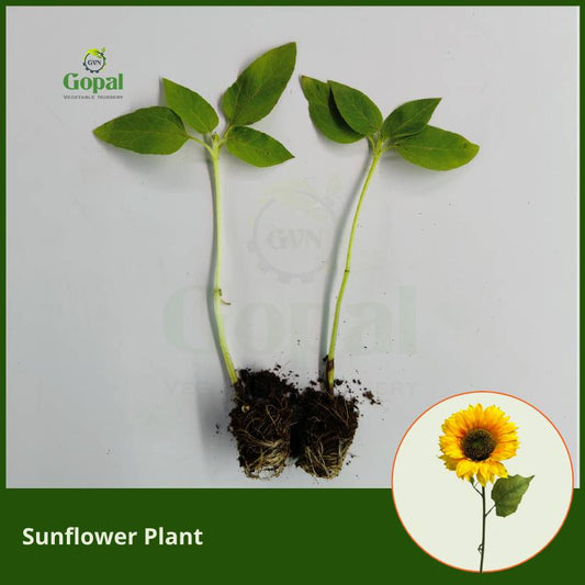 Sunflower 5 Plants