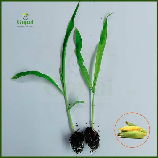 Sweet Corn 5 Plants