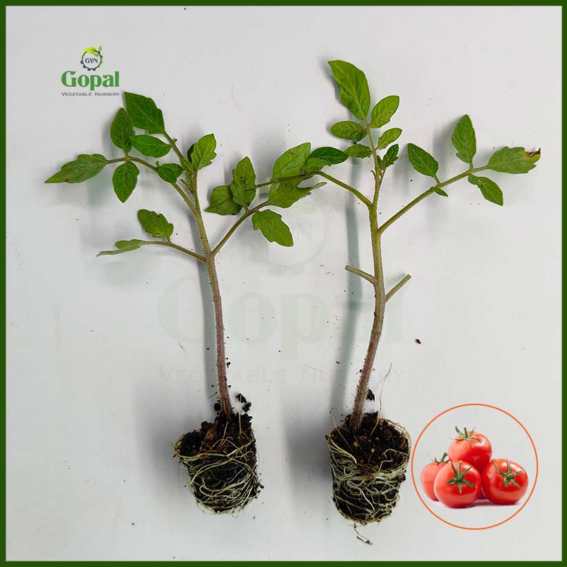 Tomato Plant 5 Plants