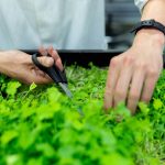 horticulture farm header background 150x150.jpg